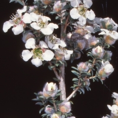 Leptospermum lanigerum (Woolly Teatree) at Namadgi National Park - 23 Nov 2004 by BettyDonWood