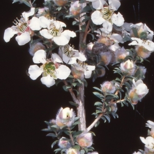 Leptospermum lanigerum at Namadgi National Park - 24 Nov 2004 12:00 AM