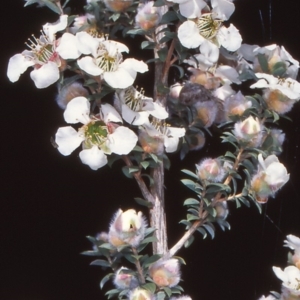 Leptospermum lanigerum at Namadgi National Park - 24 Nov 2004