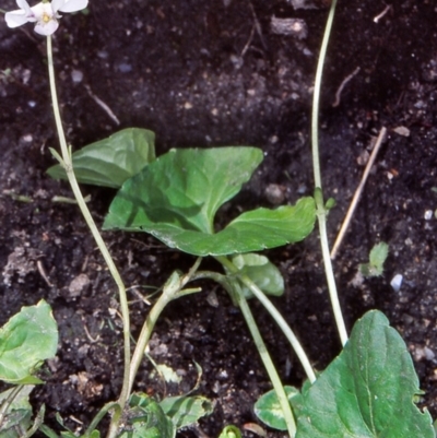 Viola caleyana (Swamp Violet) at Namadgi National Park - 7 Nov 2004 by BettyDonWood