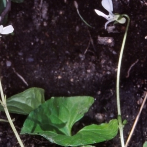 Viola caleyana at Namadgi National Park - 8 Nov 2004