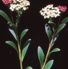 Platysace lanceolata (Shrubby Platysace) at Namadgi National Park - 8 Jan 2005 by BettyDonWood