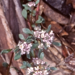 Poranthera microphylla (Small Poranthera) at Namadgi National Park - 30 Oct 2004 by BettyDonWood