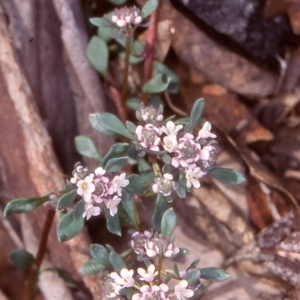 Poranthera microphylla at Namadgi National Park - 30 Oct 2004