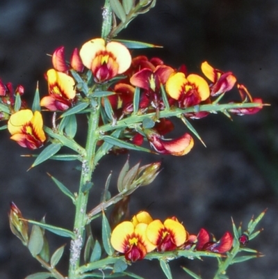 Daviesia ulicifolia subsp. ulicifolia (Gorse Bitter-pea) at Namadgi National Park - 7 Nov 2004 by BettyDonWood