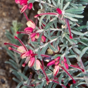 Grevillea lanigera at Namadgi National Park - 8 Nov 2004 12:00 AM