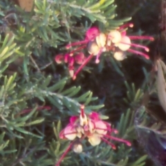 Grevillea lanigera (Woolly Grevillea) at Namadgi National Park - 14 Nov 2004 by BettyDonWood