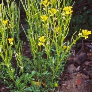 Barbarea verna at Namadgi National Park - 28 Oct 2004