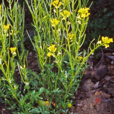 Barbarea verna (Wintercress, American Cress) at Namadgi National Park - 28 Oct 2004 by BettyDonWood