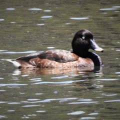 Aythya australis (Hardhead) at Paddys River, ACT - 29 Dec 2018 by JohnBundock