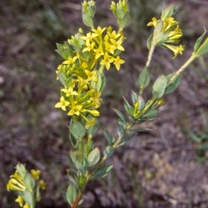 Pimelea curviflora var. acuta at Namadgi National Park - 23 Nov 2004 12:00 AM