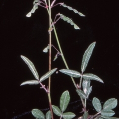 Grona varians (Slender Tick-Trefoil) at Bullen Range - 10 Nov 2004 by BettyDonWood