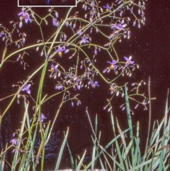 Dianella revoluta var. revoluta (Black-Anther Flax Lily) at Bullen Range - 10 Nov 2004 by BettyDonWood