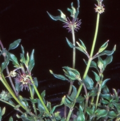 Opercularia hispida (Hairy Stinkweed) at Bullen Range - 15 Nov 2004 by BettyDonWood