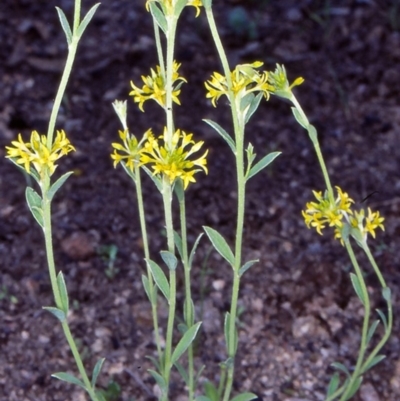 Pimelea curviflora var. sericea (Curved Riceflower) at Bullen Range - 10 Nov 2004 by BettyDonWood