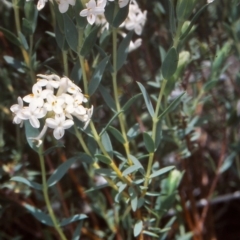 Pimelea linifolia subsp. caesia (Slender Rice Flower) at Tennent, ACT - 8 Nov 2004 by BettyDonWood