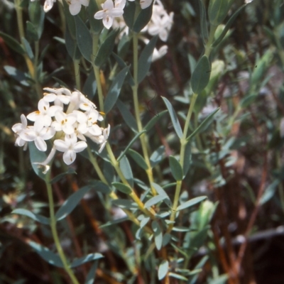 Pimelea linifolia subsp. caesia (Slender Rice Flower) at Tennent, ACT - 8 Nov 2004 by BettyDonWood