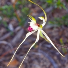 Caladenia atrovespa (Green-comb Spider Orchid) at Namadgi National Park - 13 Nov 2001 by BettyDonWood