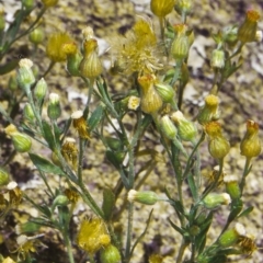 Erigeron sumatrensis (Tall Fleabane) at Namadgi National Park - 23 Oct 2004 by BettyDonWood