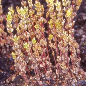 Crassula sieberiana at Namadgi National Park - 26 Oct 2004