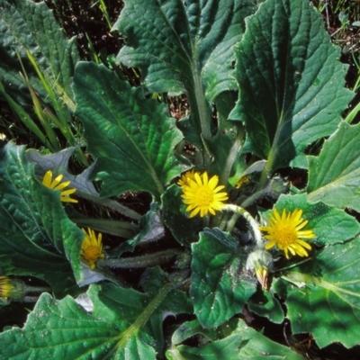 Cymbonotus preissianus (Austral Bear's-ears) at Namadgi National Park - 22 Oct 2004 by BettyDonWood