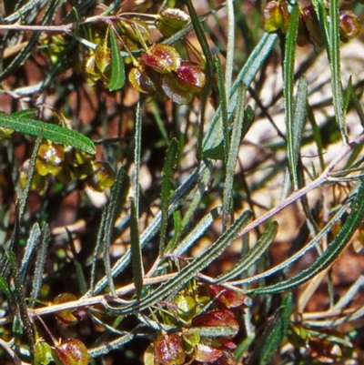 Dodonaea viscosa subsp. angustissima (Hop Bush) at Namadgi National Park - 23 Oct 2004 by BettyDonWood