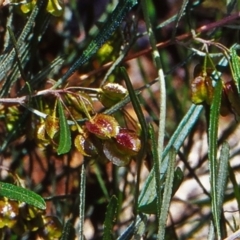 Dodonaea viscosa subsp. angustissima at Namadgi National Park - 23 Oct 2004