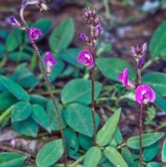 Glycine tabacina (Variable Glycine) at Namadgi National Park - 26 Oct 2004 by BettyDonWood