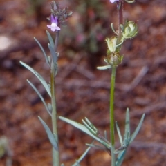 Linaria arvensis (Corn Toadflax) at Namadgi National Park - 29 Oct 2004 by BettyDonWood