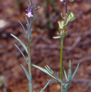 Linaria arvensis at Namadgi National Park - 29 Oct 2004