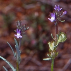 Linaria arvensis at Namadgi National Park - 29 Oct 2004