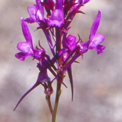 Linaria pelisseriana (Pelisser's Toadflax) at Namadgi National Park - 23 Oct 2004 by BettyDonWood