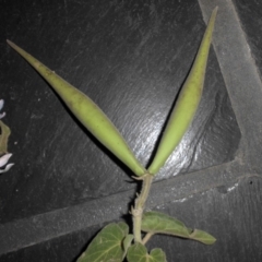 Oxypetalum coeruleum at Campbell, ACT - 29 Dec 2018