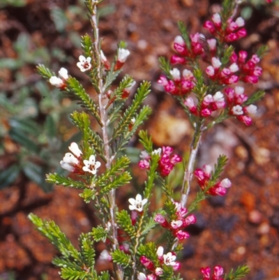 Micromyrtus ciliata (Fringed Heath-myrtle) at Namadgi National Park - 22 Oct 2004 by BettyDonWood