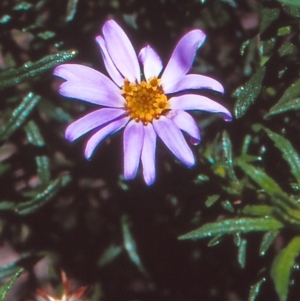 Olearia tenuifolia at Namadgi National Park - 23 Oct 2004