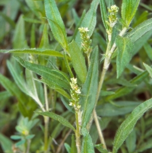 Persicaria prostrata at Namadgi National Park - 14 Dec 2004