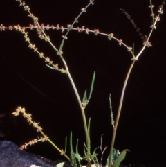 Rumex brownii (Slender Dock) at Namadgi National Park - 29 Oct 2004 by BettyDonWood