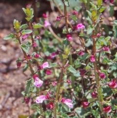 Scutellaria humilis (Dwarf Skullcap) at Namadgi National Park - 28 Oct 2004 by BettyDonWood