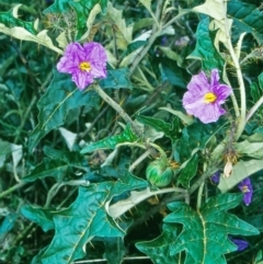 Solanum cinereum (Narrawa Burr) at Namadgi National Park - 23 Oct 2004 by BettyDonWood