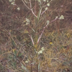 Crepis capillaris (Smooth Hawksbeard) at North West Rural Canberra, ACT - 14 Dec 2001 by BettyDonWood