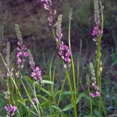 Cullen microcephalum (Dusky Scurf-pea) at North West Rural Canberra, ACT - 12 Dec 2001 by BettyDonWood