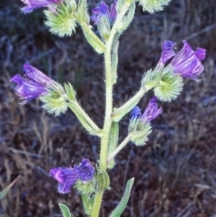 Echium plantagineum (Paterson's Curse) at North West Rural Canberra, ACT - 1 Nov 2002 by BettyDonWood