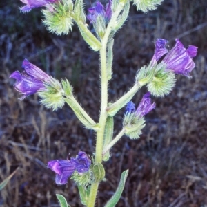 Echium plantagineum at Undefined Area - 1 Nov 2002 12:00 AM