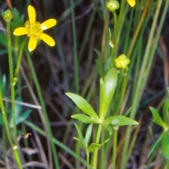 Ranunculus papulentus (Large River Buttercup) at North West Rural Canberra, ACT - 10 Dec 2001 by BettyDonWood