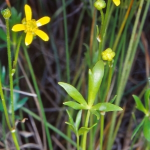 Ranunculus papulentus at Undefined Area - 11 Dec 2001 12:00 AM