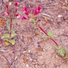 Parentucellia latifolia (Red Bartsia) at Molonglo Valley, ACT - 24 Oct 2002 by BettyDonWood