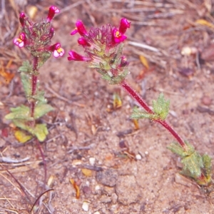 Parentucellia latifolia at Molonglo Valley, ACT - 24 Oct 2002