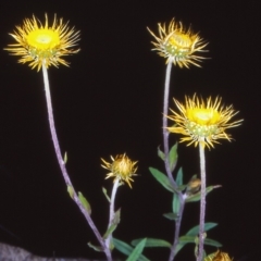 Coronidium oxylepis subsp. lanatum (Woolly Pointed Everlasting) at Bruce Ridge - 26 Nov 2004 by BettyDonWood