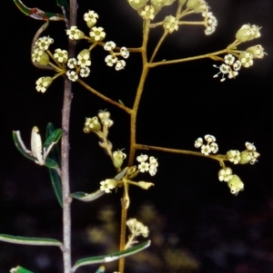 Astrotricha ledifolia at Black Mountain - 2 Dec 2001