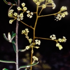 Astrotricha ledifolia (Common Star-hair) at Black Mountain - 1 Dec 2001 by BettyDonWood